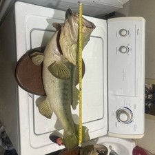 Large mouth bass for sale  Rome