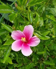 Hibiskus pinkweiß tollerfarbv gebraucht kaufen  Bonn