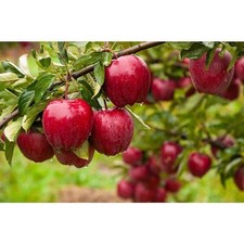 Ft. red delicious for sale  San Jose