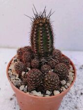 echinocereus usato  Lecce