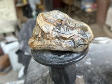t rex skull for sale t rex skull for sale Clearfield