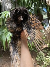 Frizzled chicken hatching for sale  Miami