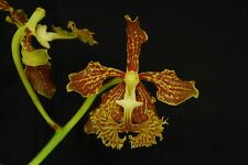 Vanda roeblingiana orchidea usato  Spedire a Italy