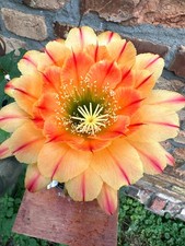Ibrido trichocereus ka2019.95. usato  Spedire a Italy