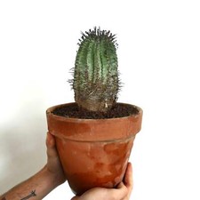 Euphorbia horrida spine usato  Napoli