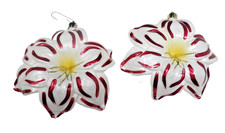 White red poinsettia for sale  Lugoff