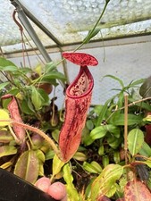 Nepenthes glandulifera seed for sale  DOLLAR