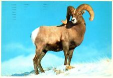 1985 big horn usato  Martinsicuro