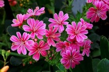Lewisia cotyledon seeds for sale  STOCKPORT