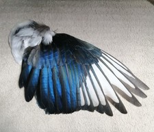 magpie crow for sale  HALESOWEN