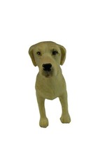 Yellow lab labrador for sale  Bradenton