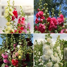Hollyhock seeds huge for sale  SALISBURY