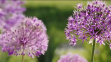 Sternkugel lauch gartenkugel gebraucht kaufen  Münsing