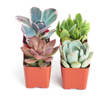 Premium pastel succulent for sale  Brooklyn