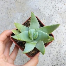 Aloe brevifolia short for sale  Lake Forest