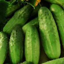 Gurkensamen snack gurke gebraucht kaufen  Aulendorf