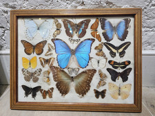 Vintage framed butterfly for sale  LONDON