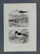 Gravure oiseaux xixéme d'occasion  Romainville