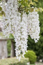Wisteria frutescens nivea gebraucht kaufen  Westerstede