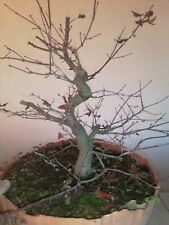 Bonsai acer palmatum for sale  Shipping to Ireland