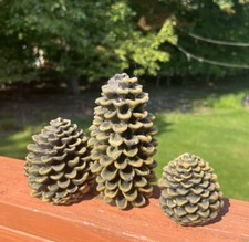 Lot evergreen pine for sale  Stroudsburg