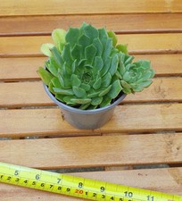 Echeveria firecracker. young for sale  WAREHAM
