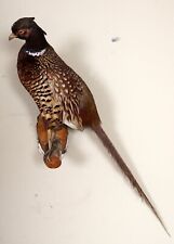 Schöner jagdfasan pheasant gebraucht kaufen  Kirchberg