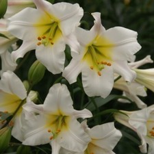 Pick lily choose for sale  Hayden