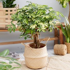 Schefflera gold capella for sale  UK