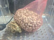 Aquarium live bacteria d'occasion  Expédié en Belgium