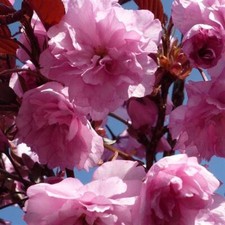 Prunus royal burgundy for sale  KING'S LYNN