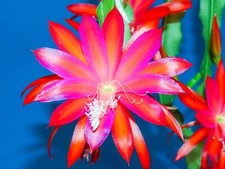 Epicactus epiphyllum blattkakt gebraucht kaufen  Oberlichtenau
