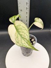tropical large plant for sale tropical large plant for sale Fort Worth