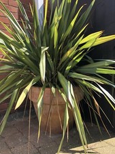 Yucca plant large for sale  LEEDS