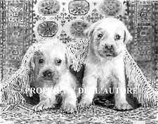 Labrador golden retriver usato  Italia