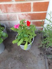century plant for sale century plant for sale SOUTHAMPTON