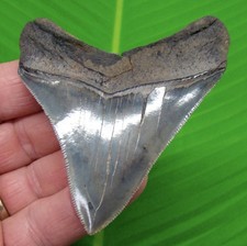 3.42 megalodon shark for sale  Bradenton