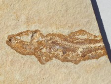 Ascalabos voithi fisch gebraucht kaufen  Berg b.Neumarkt i.d.OPf.