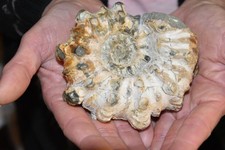 Grande ammonite douvilleiceras d'occasion  Pont-à-Mousson