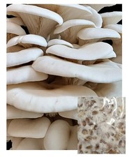 1lb bay hydro for sale  Rocklin