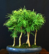 Bonsai goldlärche wald gebraucht kaufen  Bielefeld