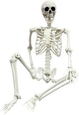 human skeleton for sale human skeleton for sale SALFORD
