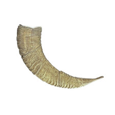 011cmu mufflon horn gebraucht kaufen  Versand nach Germany
