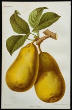 1864 poire beurré d'occasion 1864 poire beurré d'occasion  France