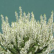 Sommerheide calluna vulgaris gebraucht kaufen  Elmshorn