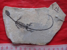 Exclusivo fóssil de dinossauro dragão vértebra anfíbia real Nothosauria Jurassic 00006 comprar usado  Enviando para Brazil