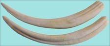 Um par de caninos de morsa Odobenus rosmarus - uma cópia em resina do original, usado comprar usado  Enviando para Brazil