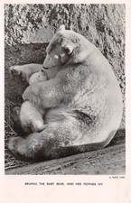 Brumas baby polar for sale  BEXHILL-ON-SEA