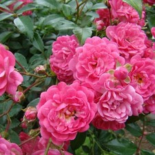 Rose bush lovely for sale Rose bush lovely for sale  GLASGOW