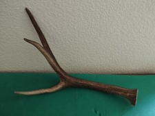 Bois mue cerf d'occasion  France